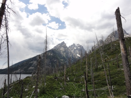 The trail hugs the lake shore for a while. Here a view of Teewinot and the Grand Teton from the opposite side of my first views three days ago. This is also the only section of the entire TCT that looks to have been affected by a recent fire.